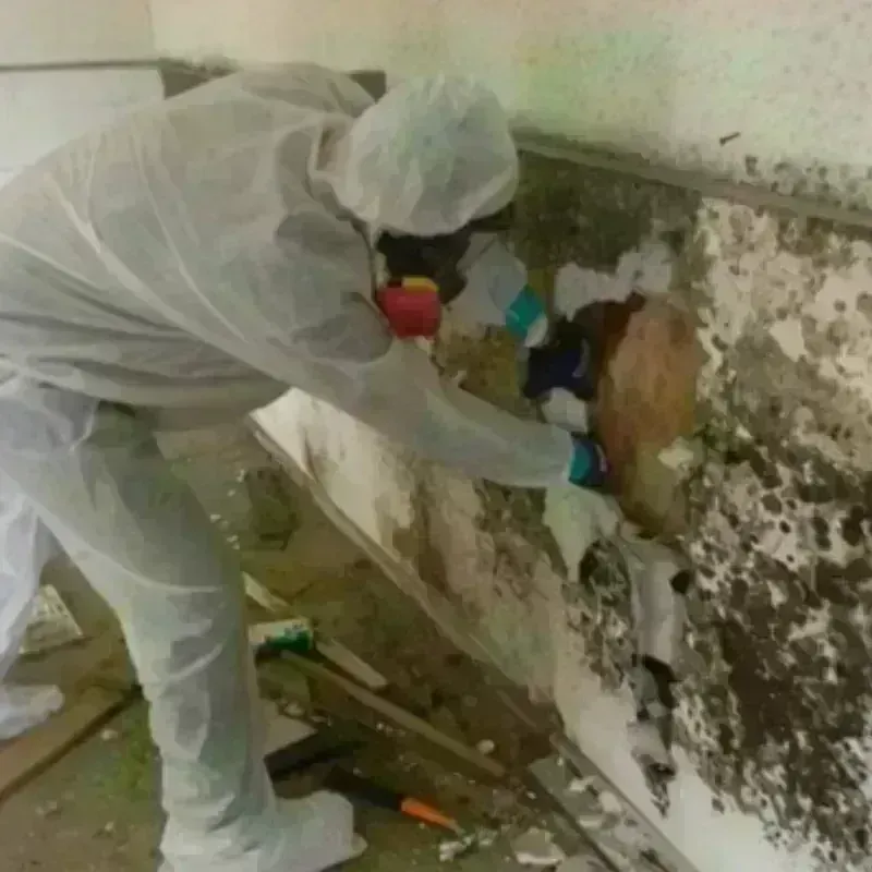 Mold Remediation and Removal in South Vacherie, LA